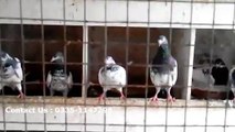Lahori pigeon for sale, lahore pigeon for sale, teddy kabootar for sale in lahore, buy teddy kabootar (4)