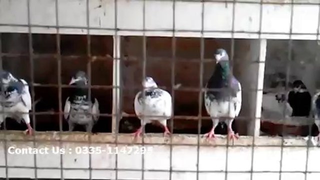 Lahori pigeon for sale, lahore pigeon for sale, teddy kabootar for sale in lahore, buy teddy kabootar (4)
