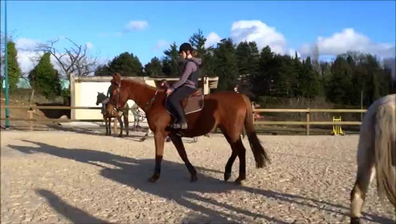 cheval saut 2