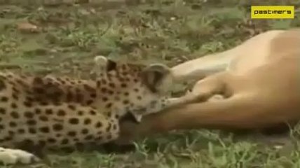 Jangal Main Mangal-www.beyondstudios.net