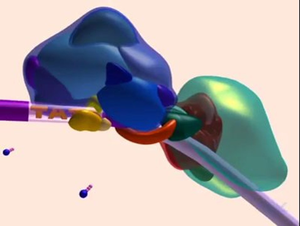 Transcription factors