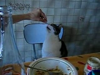 Cassis et les spaghettis