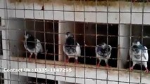 Lahori pigeon for sale, lahore pigeon for sale, teddy kabootar for sale in lahore, buy teddy kabootar