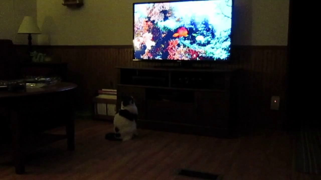 Paws Goes Fishing