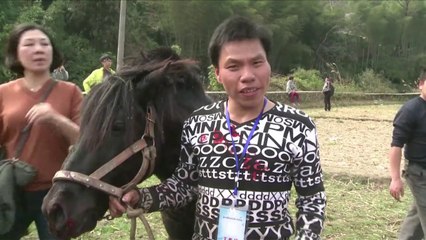 China horses fight in Lunar New Year battles