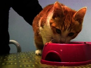 Le lanceur de chat jugé en comparution immédiate - 03/02