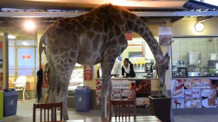 Une girafe dans un restaurant!! Voici le menu mademoiselle ahaha!!