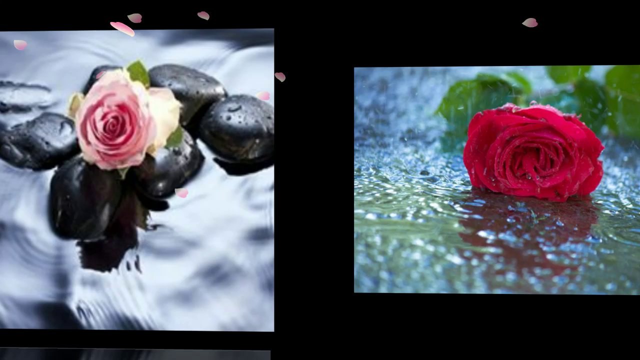 Красиви рози,вълшебна музика,настроение... ...