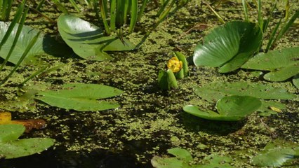 Journée Mondiale des Zones Humides 2014