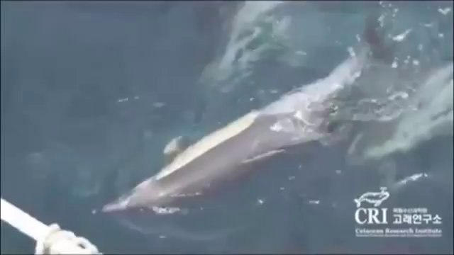 Стая дельфинов помогает умирающей самке