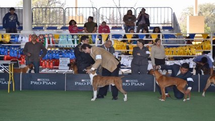 PERROS AL AIRE 2 DE FEBRERO DE 2014
