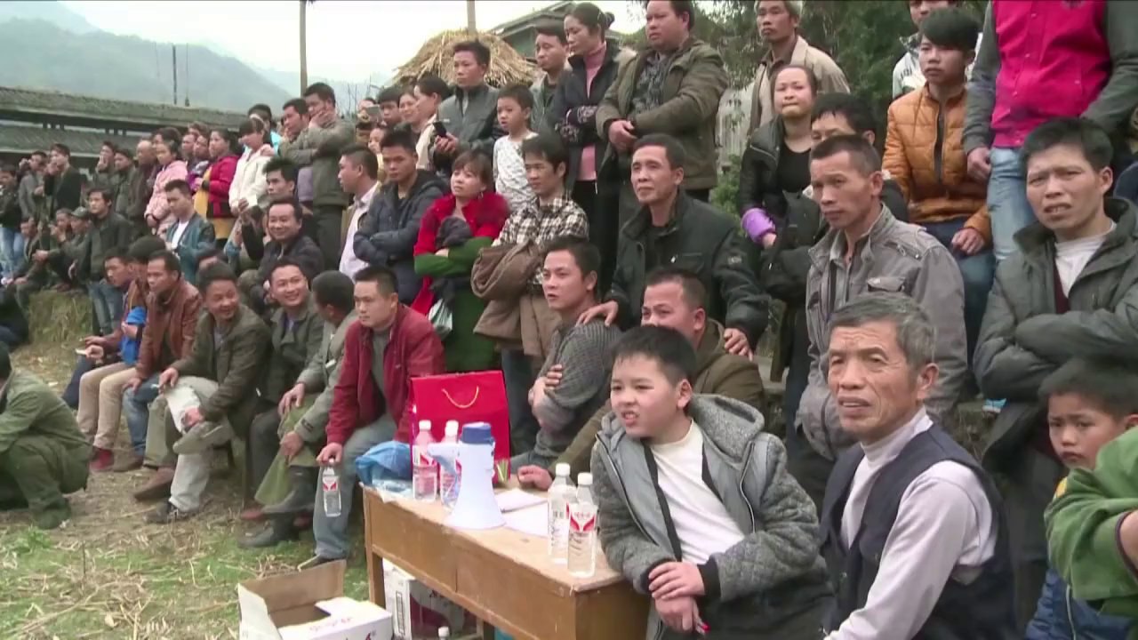 Pferdekämpfe: chinas umstrittene neujahrstradition