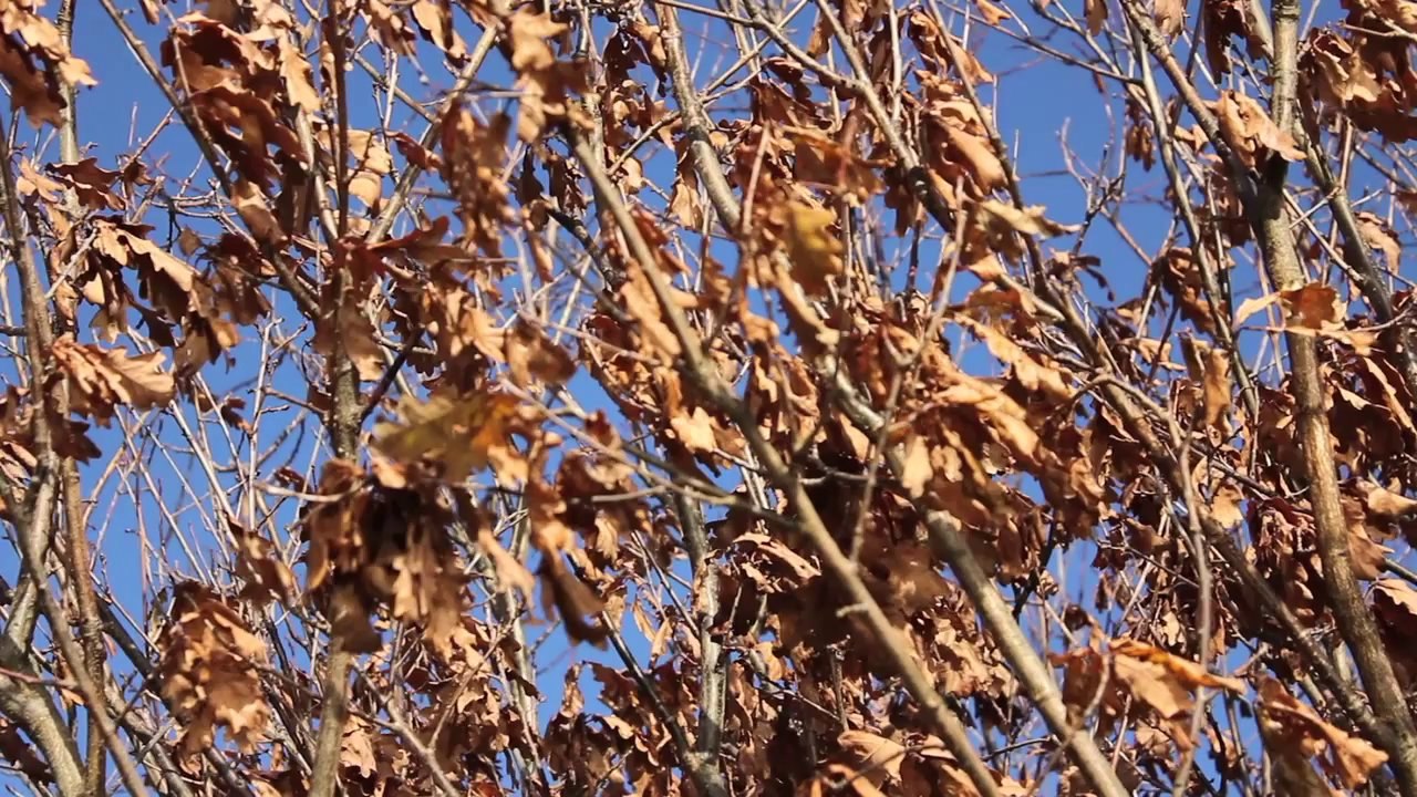 Die Pinnau und der See /Full Film/Ganzer Film/Complete Movie