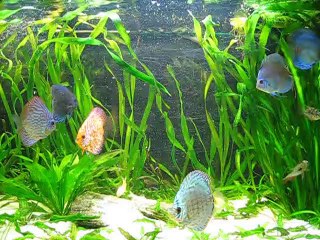 360l 02/02/2014 - nourrisage artémias