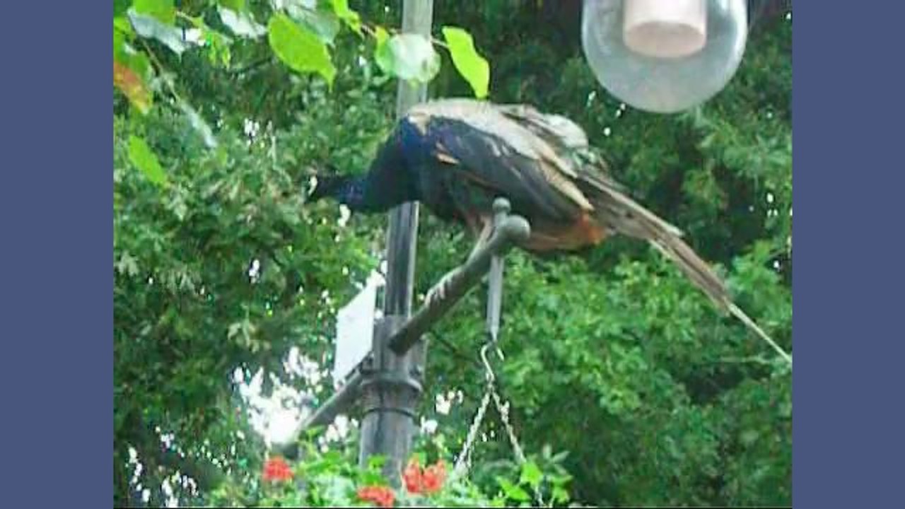 Ein Regentag in Wilhelmshaven, in Jever und im Ammerland