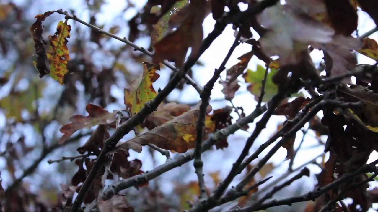 Klövensteen November 2013 /Full Film/Complete Movie/Ganzer Film