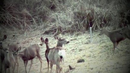 White-tailed deer at Dusk