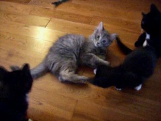 Funny Cats - Mouse Fight
