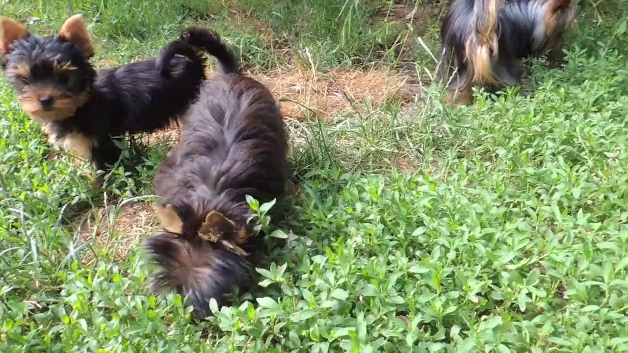 Les Yorkshire Terriers of  Meadow Cottage