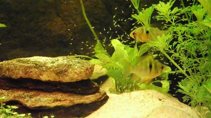 Alevins 04 février 2014