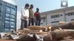Ivory smuggling operation foiled in Togo
