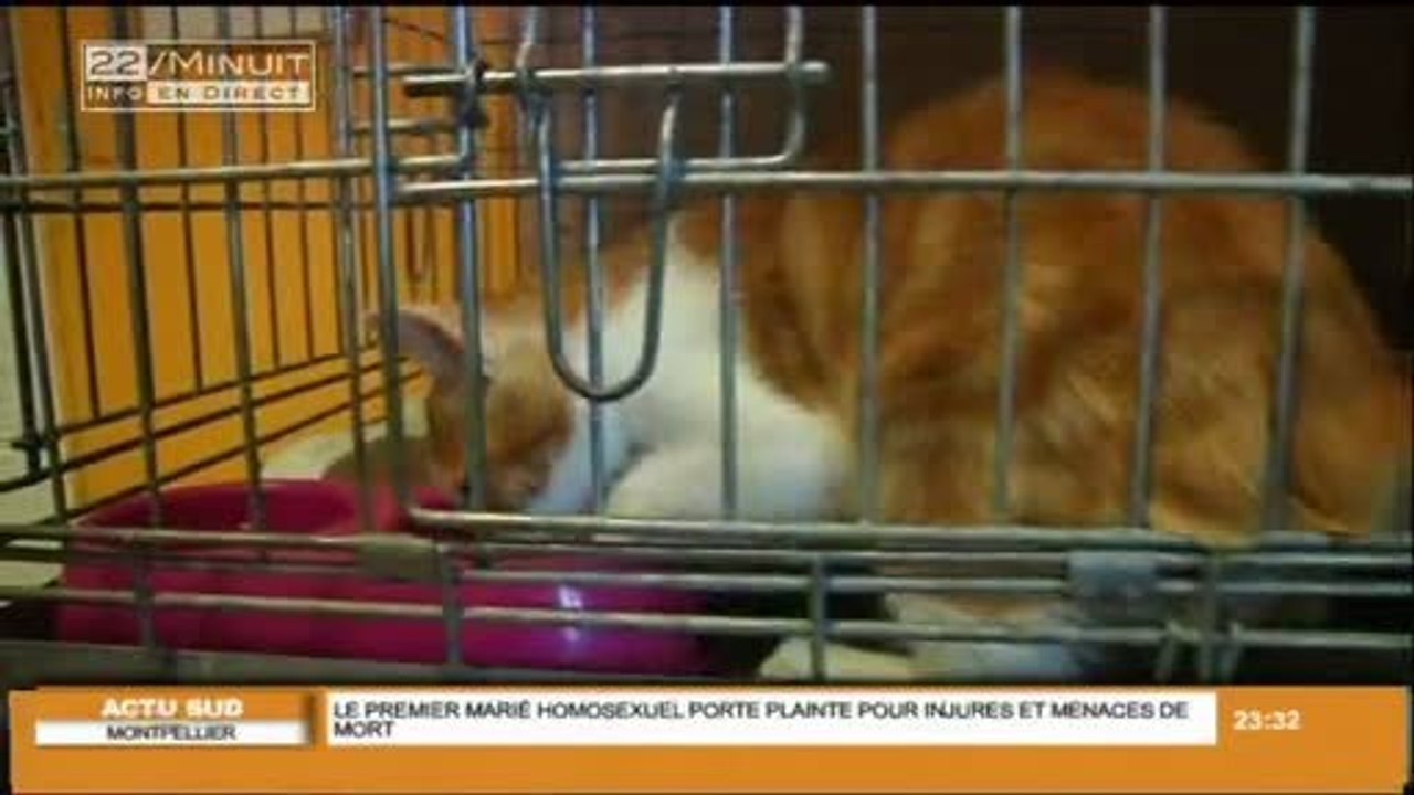 1 an de prison ferme pour le tortionnaire du chat