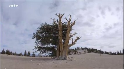 L'intelligence des Plantes