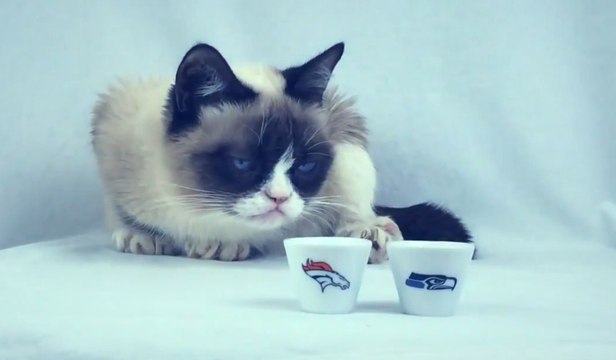 Le chat Grumpy Cat avait prévu le résultat du Super Bowl 2014!! Victoire des Seattle Seahawks