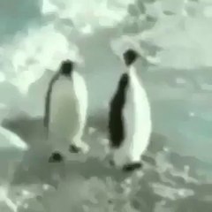 Funny Penguin ( you can watch this video more then 5 times )