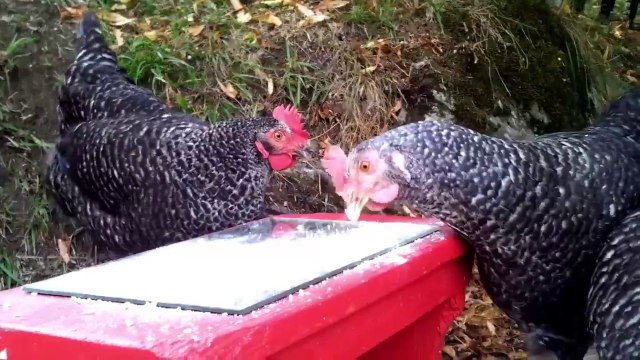 Des poules font la Teuf un fois leur maitre parti travaillé. Hilarant!