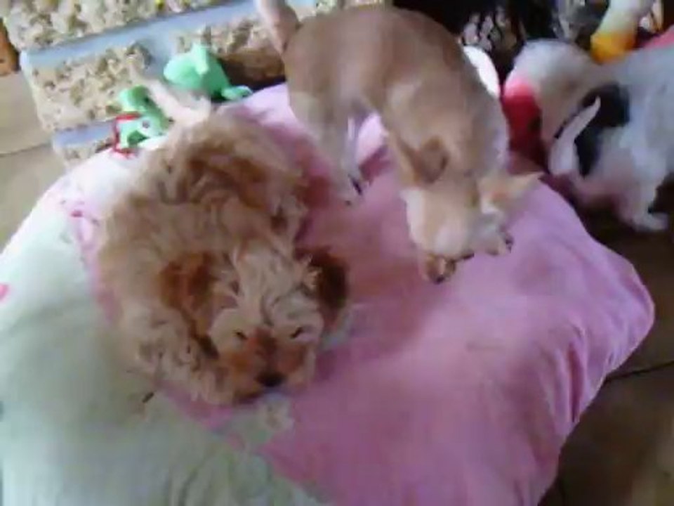 Chihuahua et Bichon Havanais des nichées de Riopse 4 février 2014