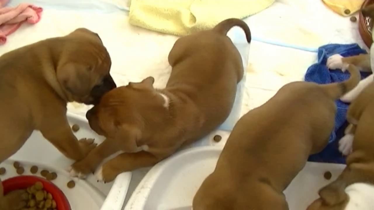 68ème vidéo Le repas-croquettes de la 14ème portée de Staffordland