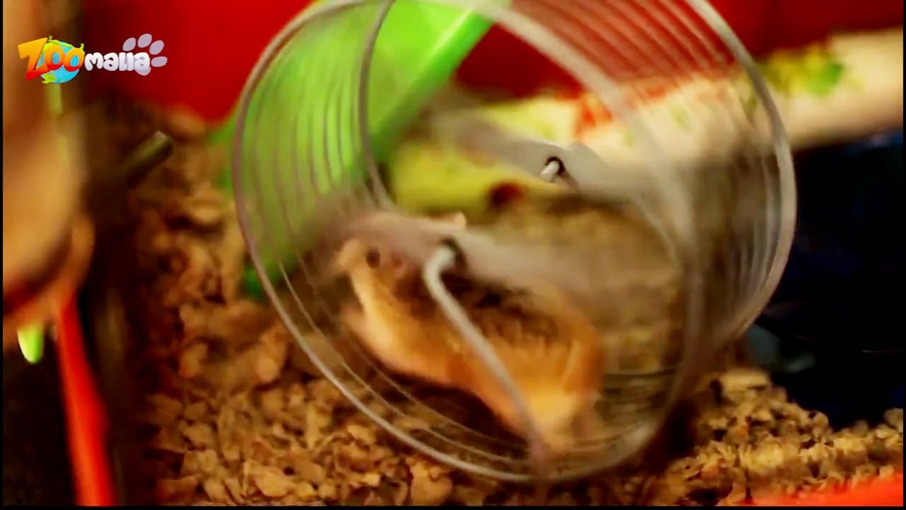 Quelle cage pour hamster choisir ?