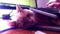 Cat Acts as Keyboard Prop as Owner Works on Computer