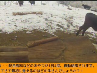 2014-02-04 15-45　牧場３号機　雪の中の牛とワンコ達