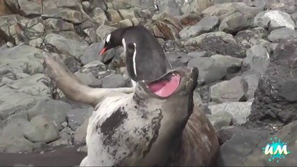 Video herunterladen: Funniest Penguins Fails Compilation! Hilarious animals...