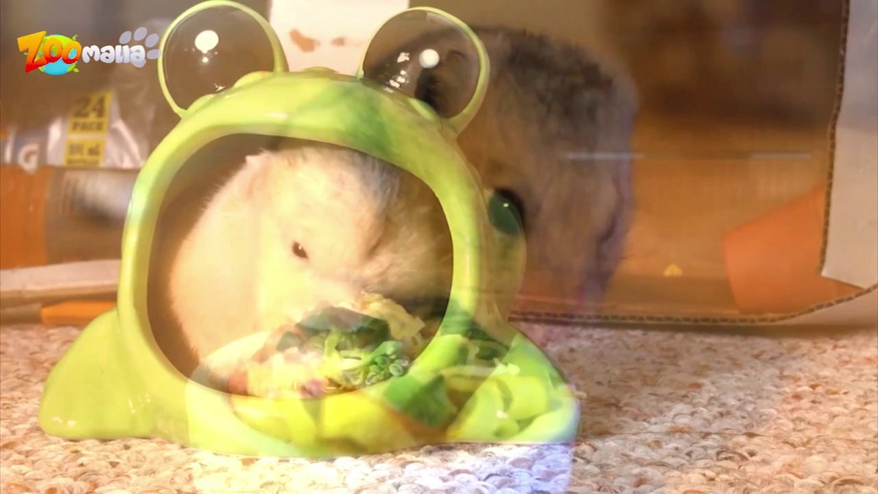 alimentation du hamster