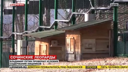 Putin'in kucağına aldığı leopar kameramanın ayağına pençe attı