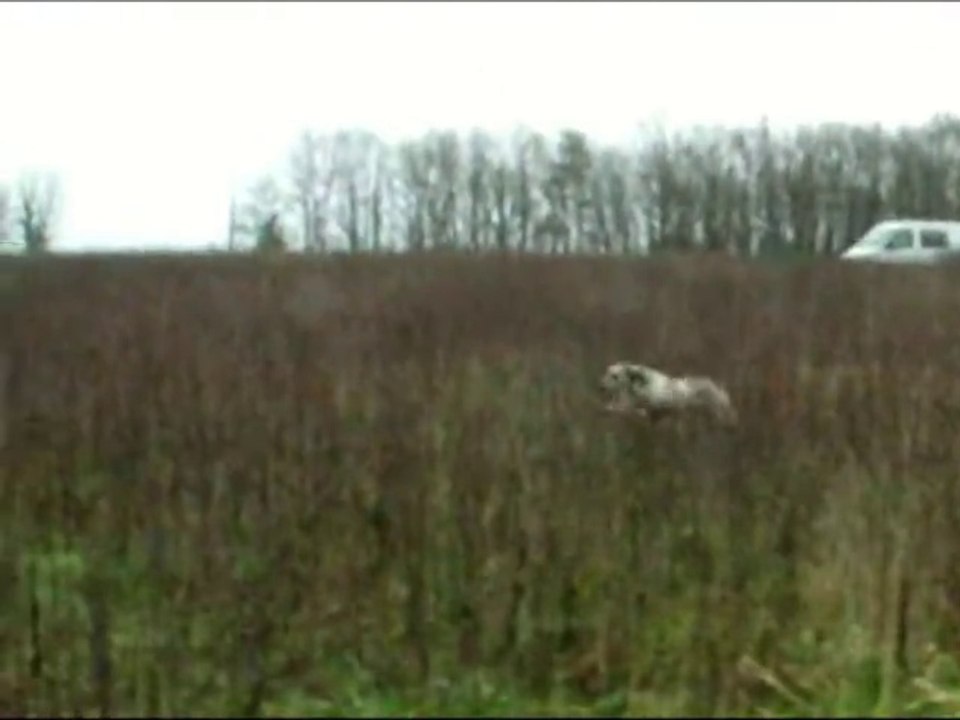 I'Yes jeune Braque du Bourbonnais au faisan.