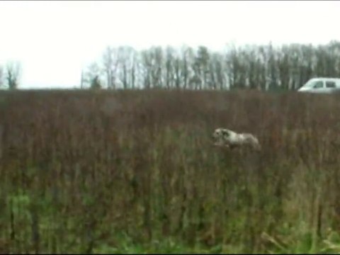 I'Yes jeune Braque du Bourbonnais au faisan.