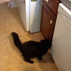 Un chat intelligent saute sur le comptoir d'une cuisine