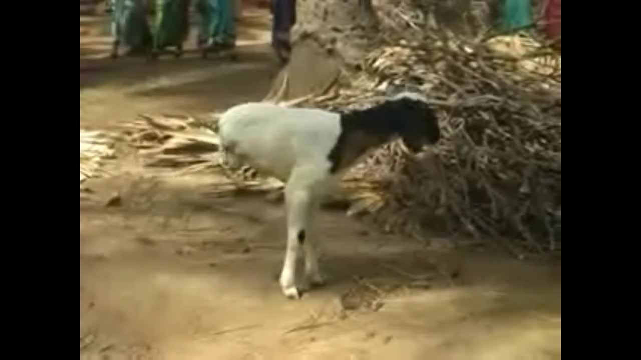 Une chèvre à 2 pattes