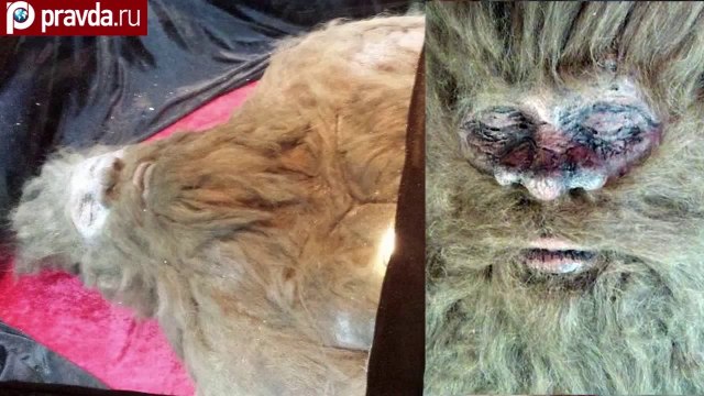 Dead Bigfoot goes on tour with Texan shooter