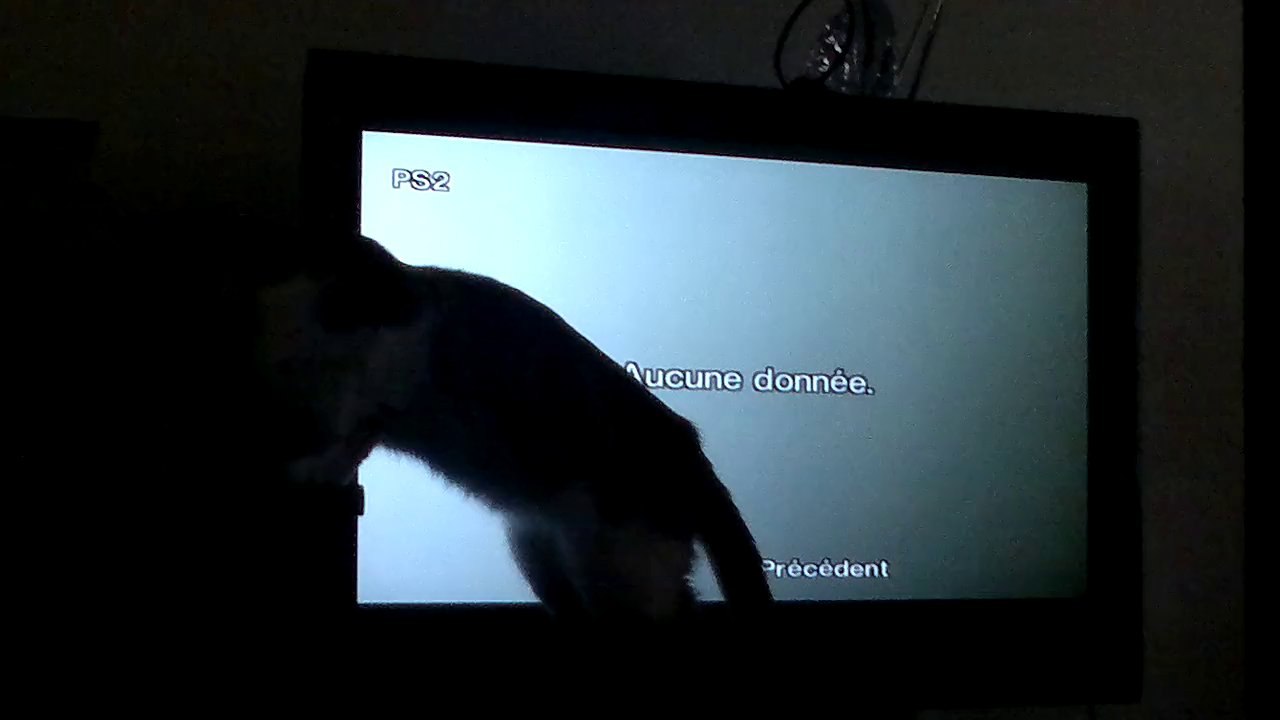 mon chat