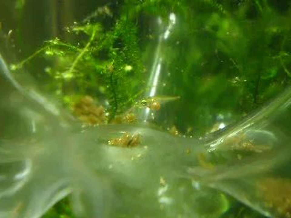 Alevin - Gourami Chuna - 24ème jours