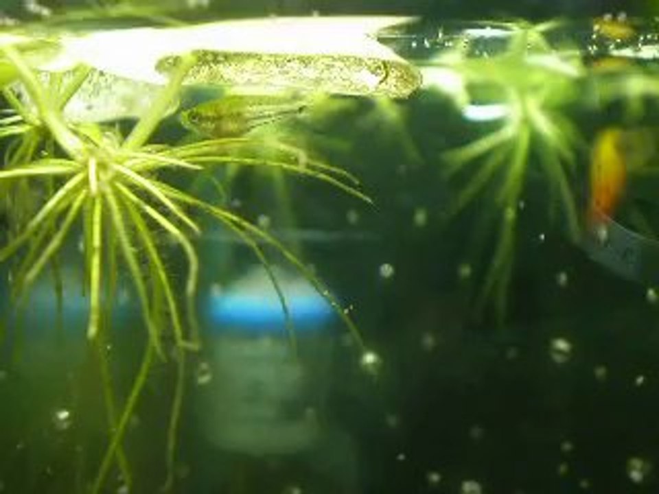 Alevin - Gourami Chuna - 29ème jours