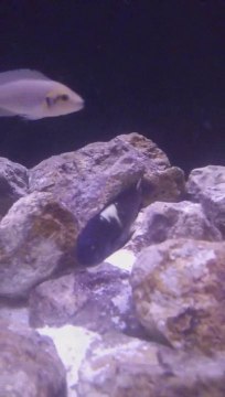 BeerkCaan; Tropheus Duboisi Maswa