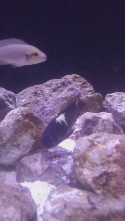 BeerkCaan; Tropheus Duboisi Maswa