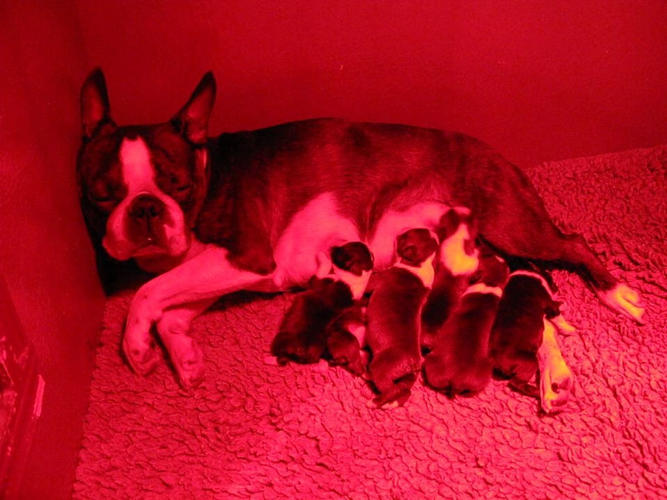 la tété des bébés boston terrier d'Eden