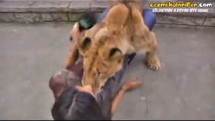 Hatunu Götürmeye Çalışan Evcil Aslan